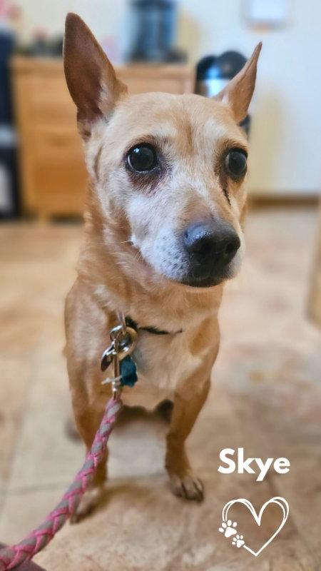 Enlarge Skye, a Adopted Portuguese Podengo in Monte Vista, CO image 2/2