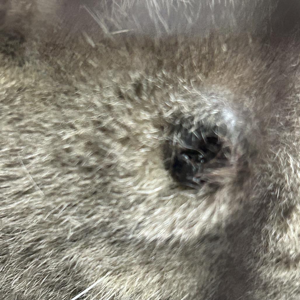 Enlarge Luna, a Adoptable American Shorthair in Webster, TX image 1/4