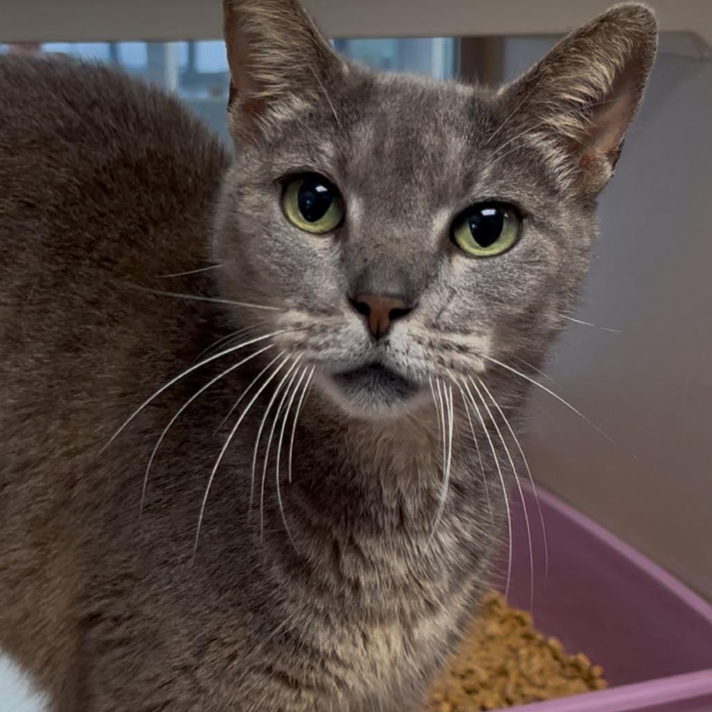 Enlarge Luna, a Adoptable American Shorthair in Webster, TX image 2/4