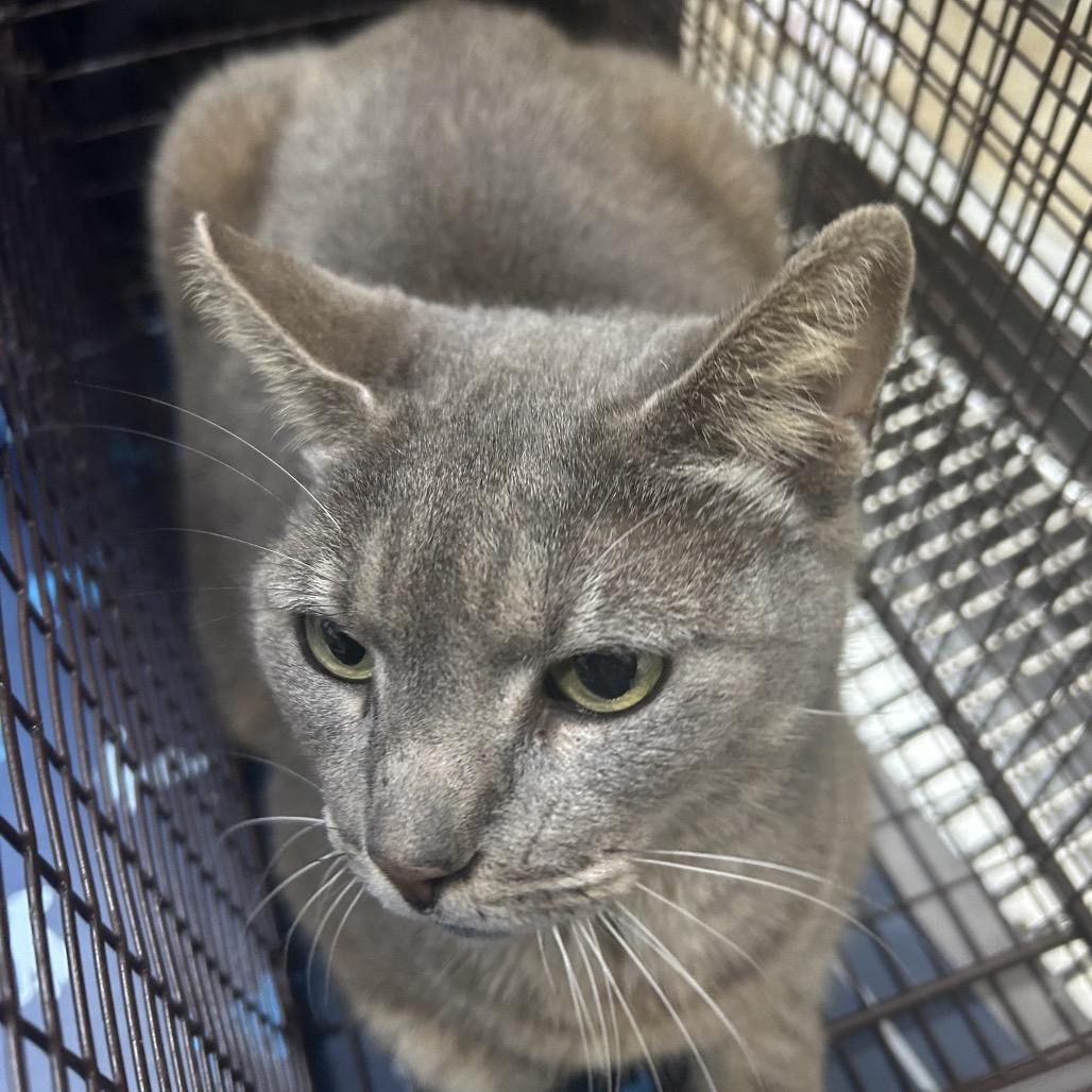 Enlarge Luna, a Adoptable American Shorthair in Webster, TX image 3/4