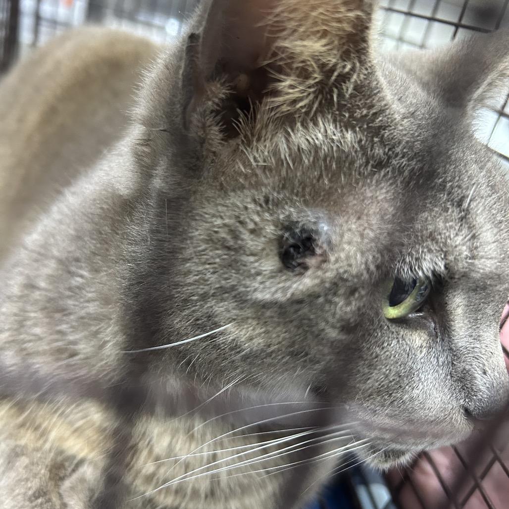 Enlarge Luna, a Adoptable American Shorthair in Webster, TX image 4/4