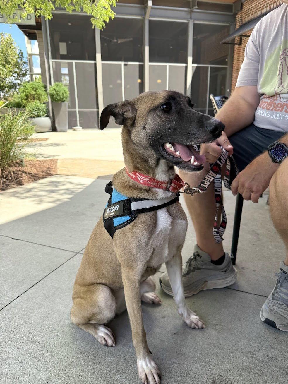 Tequila, Adoptable, Young Female Labrador Retriever & Chihuahua.