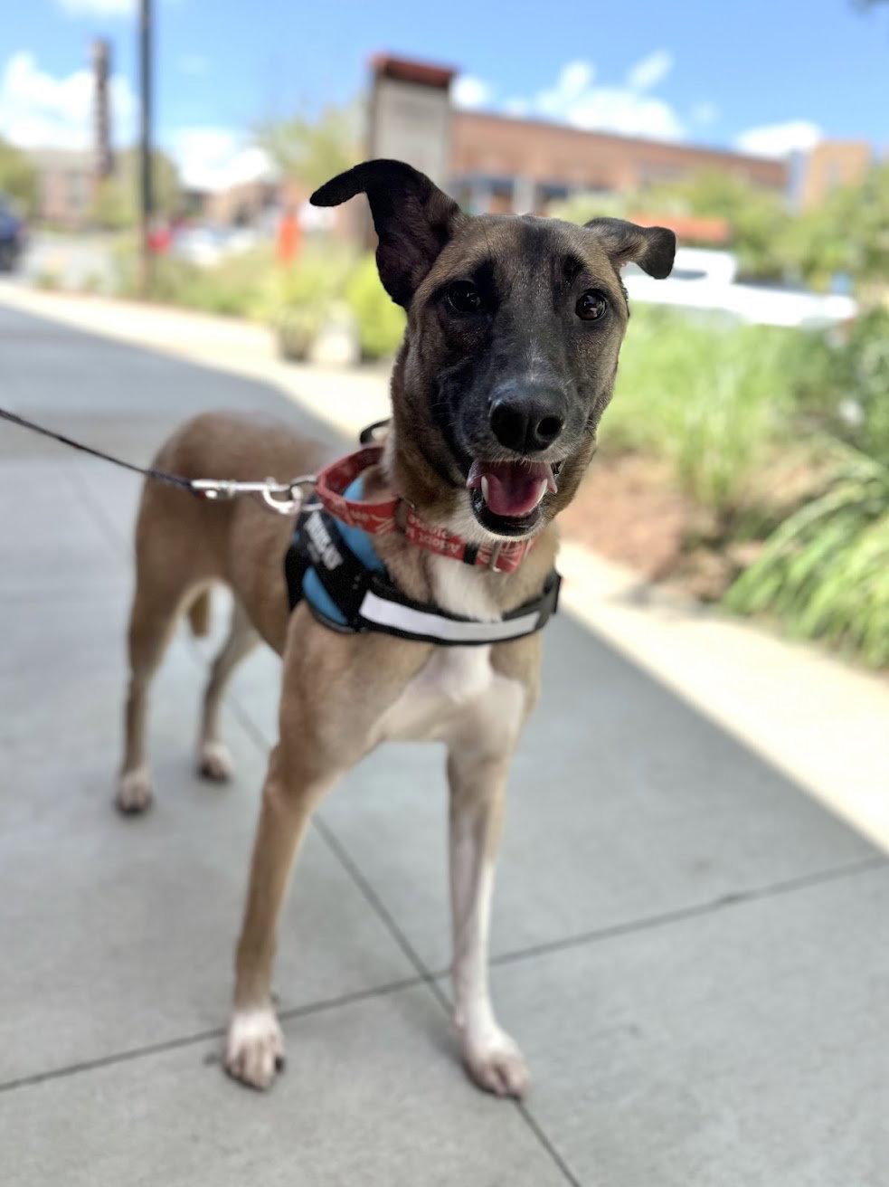 Tequila, a Adoptable mixed breed in Charlotte, NC image 2/3