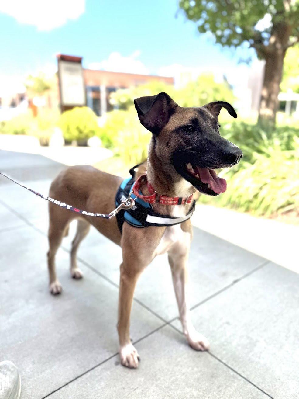 Tequila, a Adoptable mixed breed in Charlotte, NC image 3/3