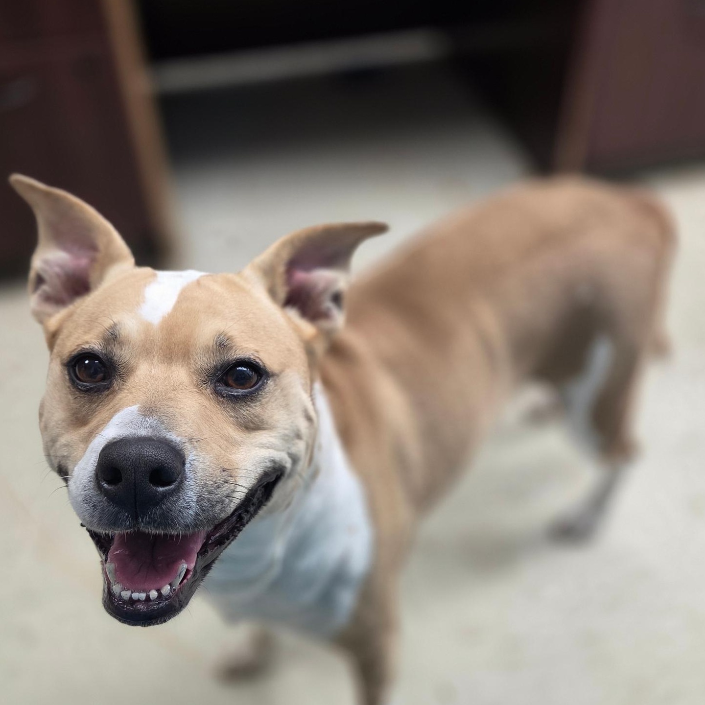 Josie, adopted, Young Female American Staffordshire Terrier.