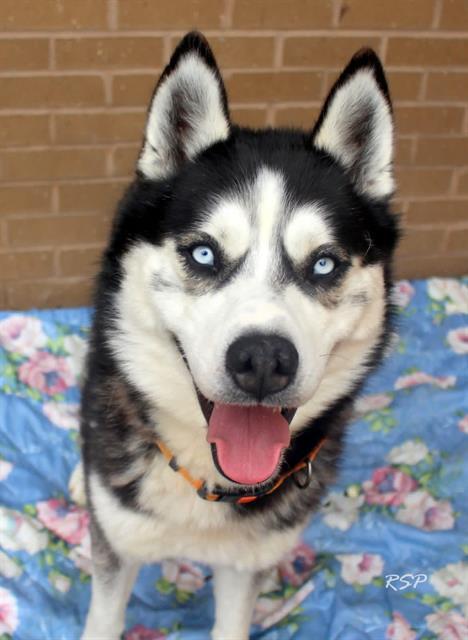 Enlarge YUKON, a Adoptable Siberian Husky in Fort Wayne, IN image 1/1