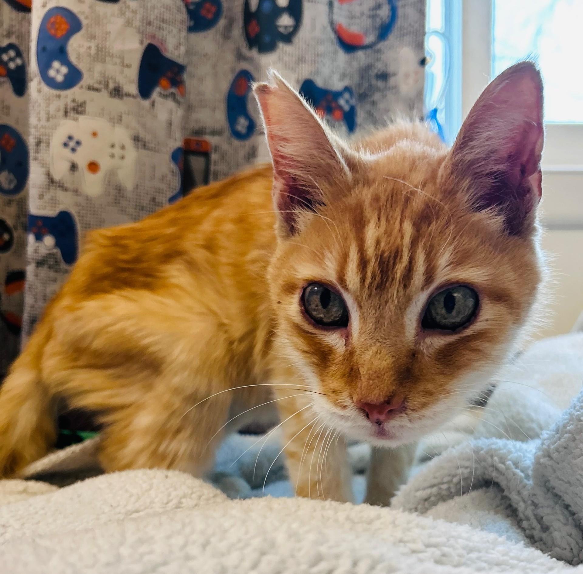 60014540, ADOPTABLE, Senior Male Domestic Short Hair.