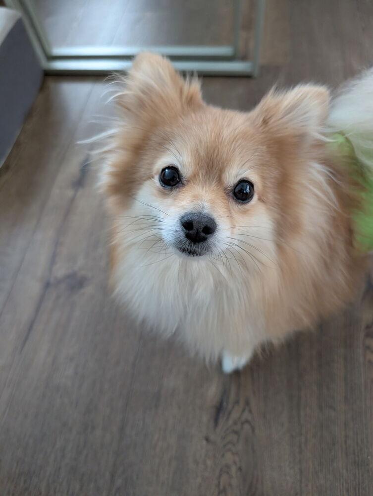 Big Red, a Adoptable Pomeranian in Aurora, CO image 1/3
