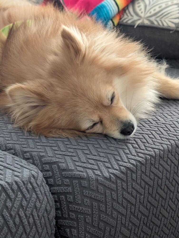 Big Red, a Adoptable Pomeranian in Aurora, CO image 2/3