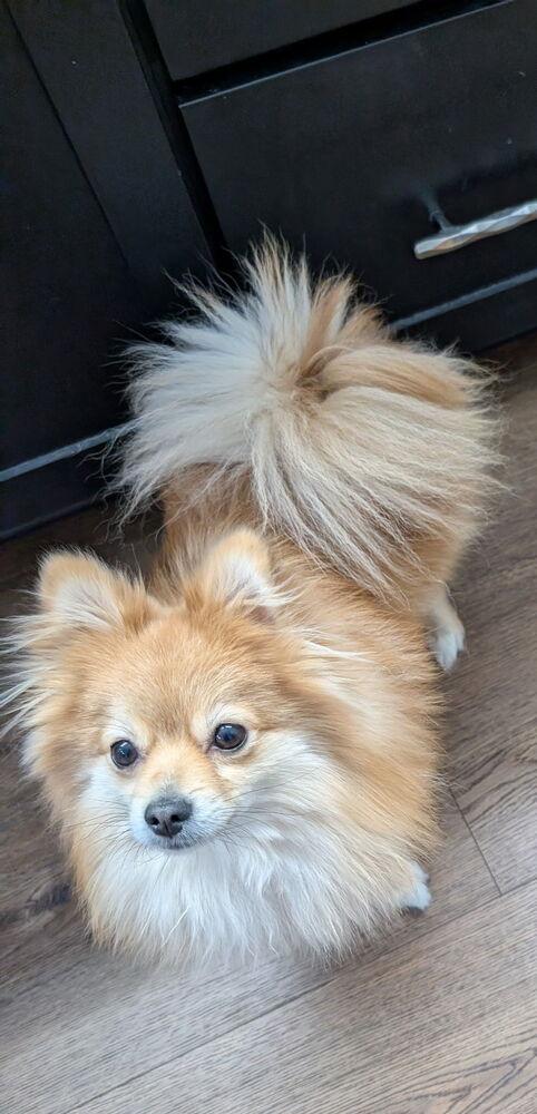 Big Red, a Adoptable Pomeranian in Aurora, CO image 3/3