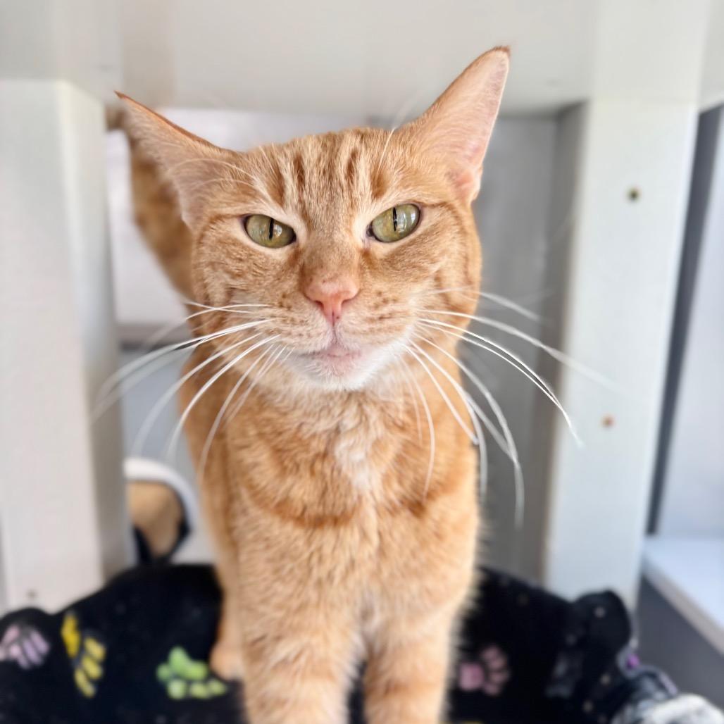 Ruby, Adoptable, Adult Female Domestic Short Hair.