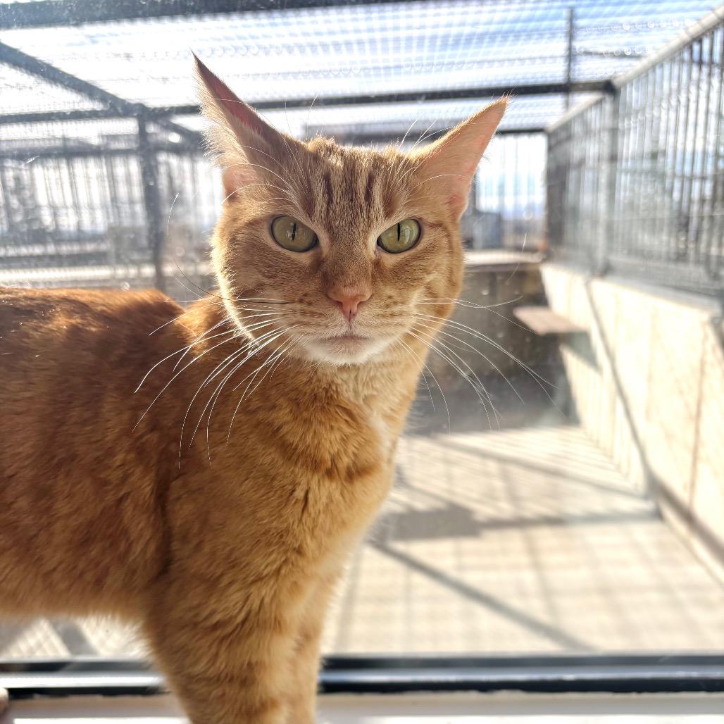 Enlarge Ruby, a Adoptable Domestic Short Hair in Great Falls, MT image 2/2