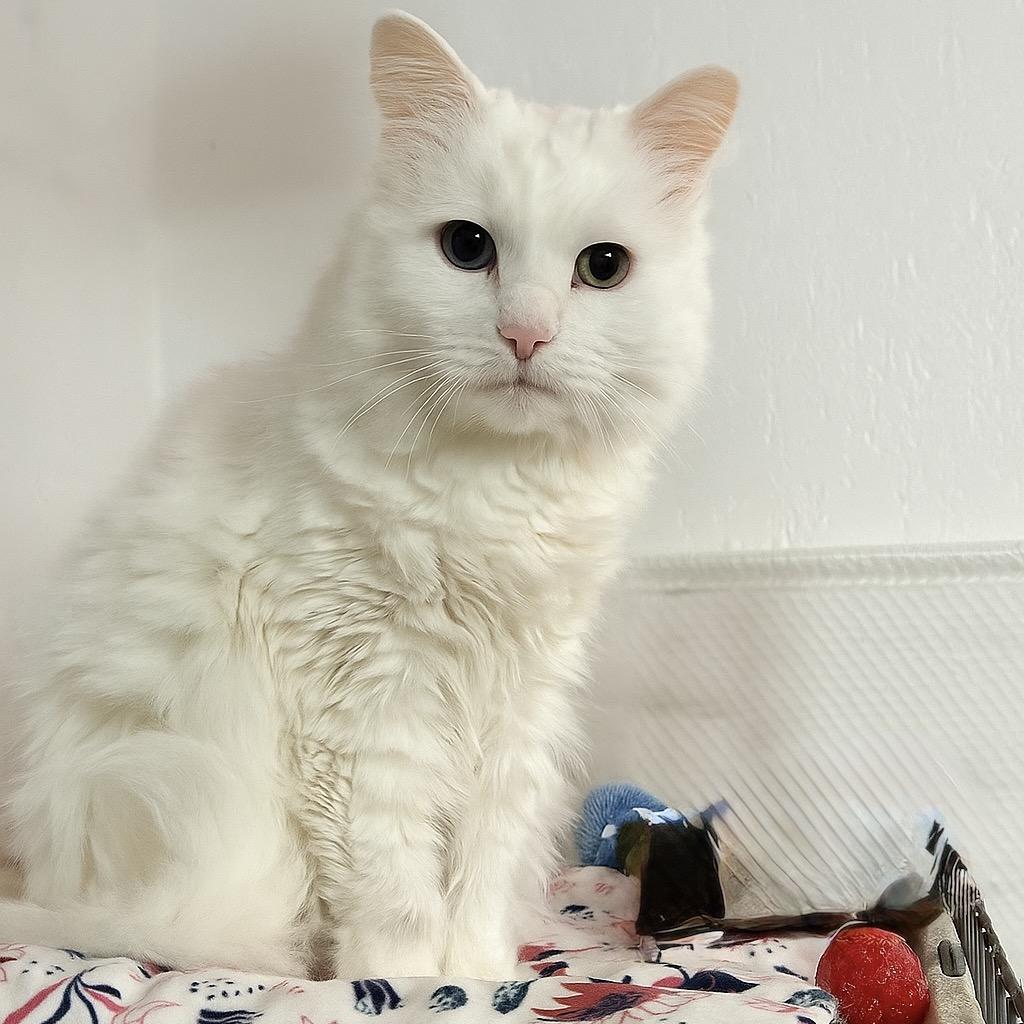 Enlarge Anna, a Adoptable Turkish Angora in Bountiful, UT image 1/1