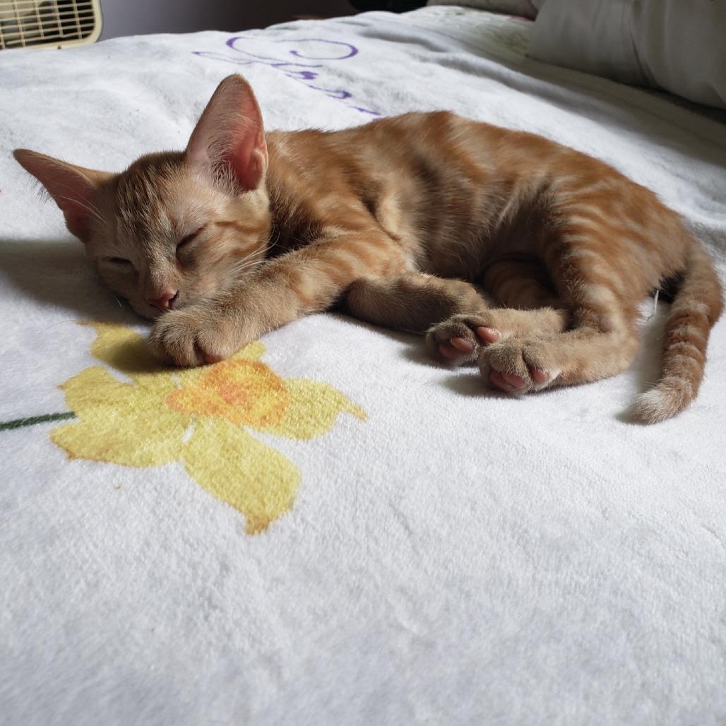 Marie, Adoptable, Kitten Female Domestic Short Hair.