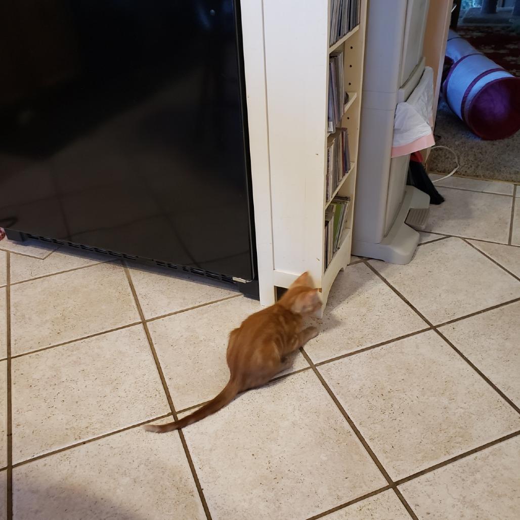 Marie, a Adoptable Domestic Short Hair in Springfield, IL image 2/2
