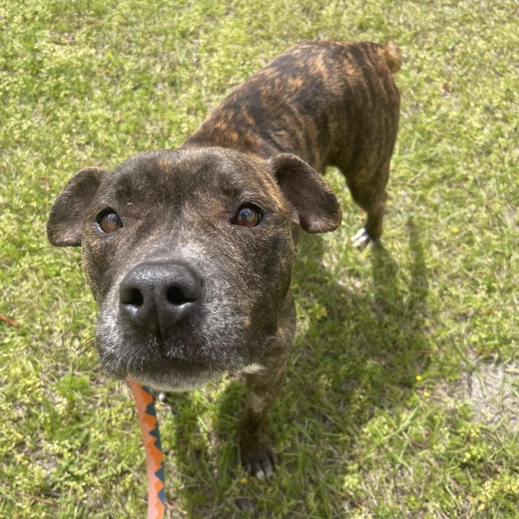 Brooklyn, Adoptable, Adult Female Terrier & Mixed Breed.