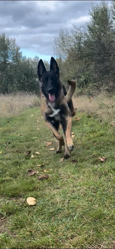 Larissa, Adoptable, Adult Female Belgian Shepherd / Malinois & Mixed Breed.