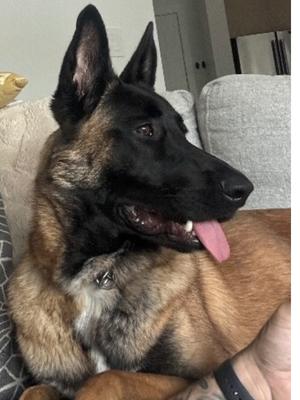 Enlarge Larissa, a Adoptable mixed breed in Seattle, WA image 3/6