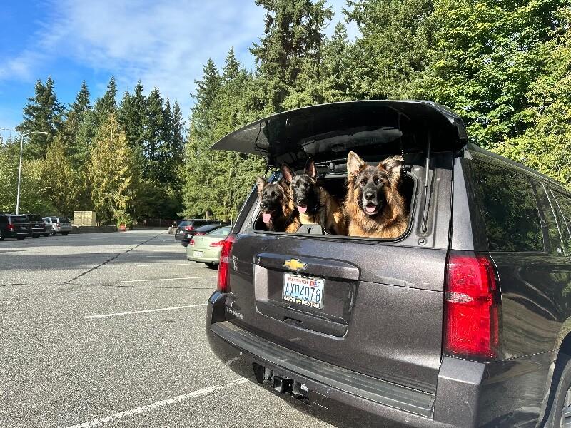 Enlarge Larissa, a Adoptable mixed breed in Seattle, WA image 4/6