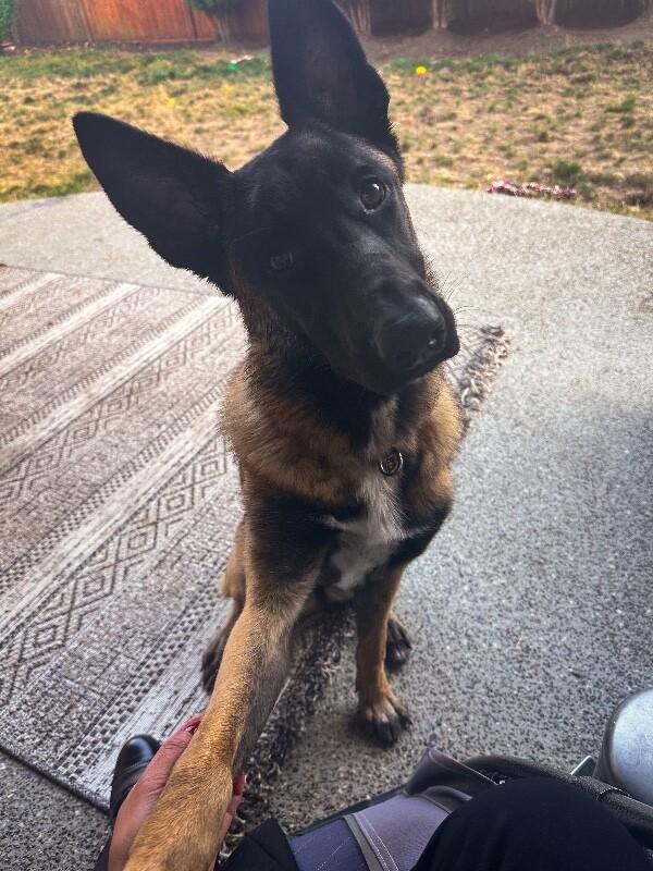 Enlarge Larissa, a Adoptable mixed breed in Seattle, WA image 5/6