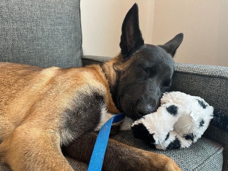 Enlarge Larissa, a Adoptable mixed breed in Seattle, WA image 6/6