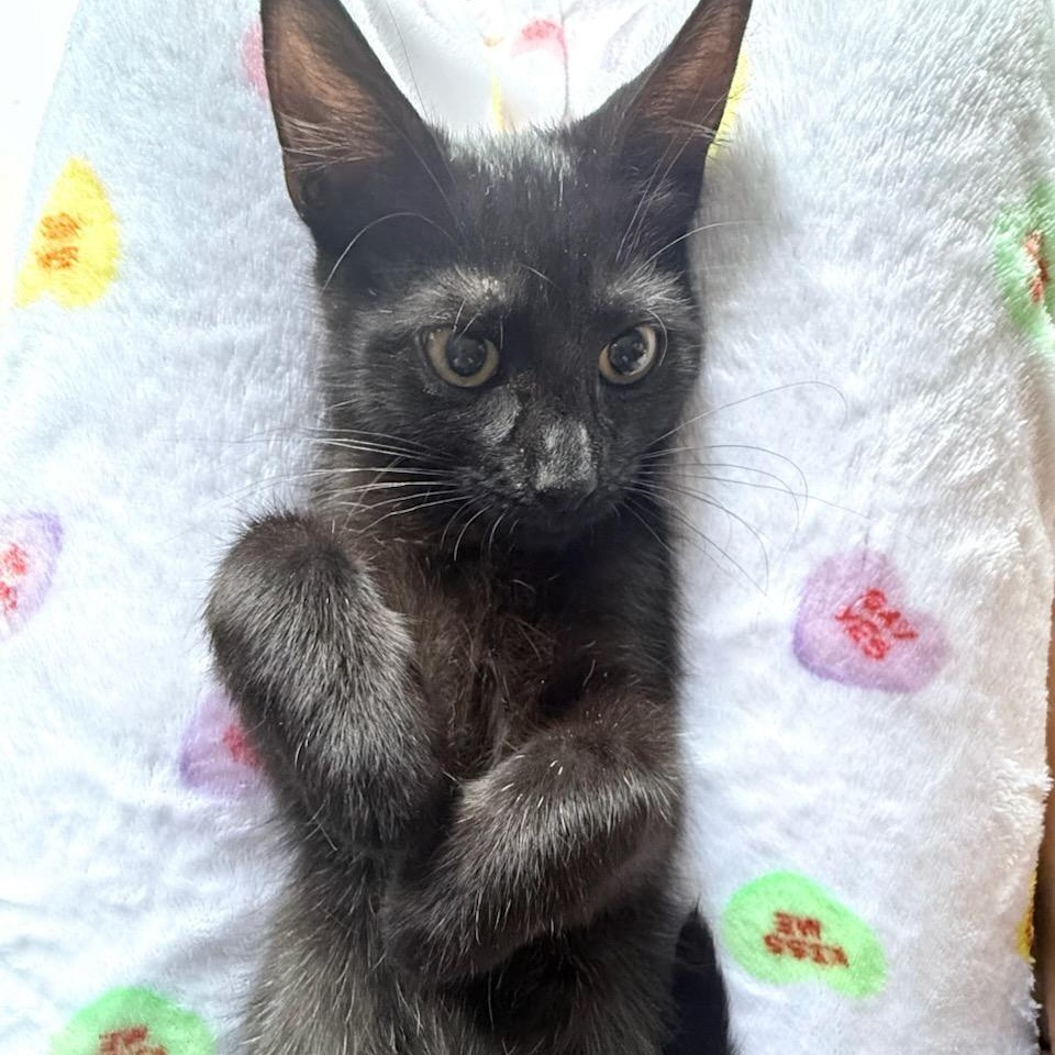 Enlarge Salem N. - The Ultimate Cuddle Kitten, a Adopted Domestic Short Hair in New York, NY image 5/5