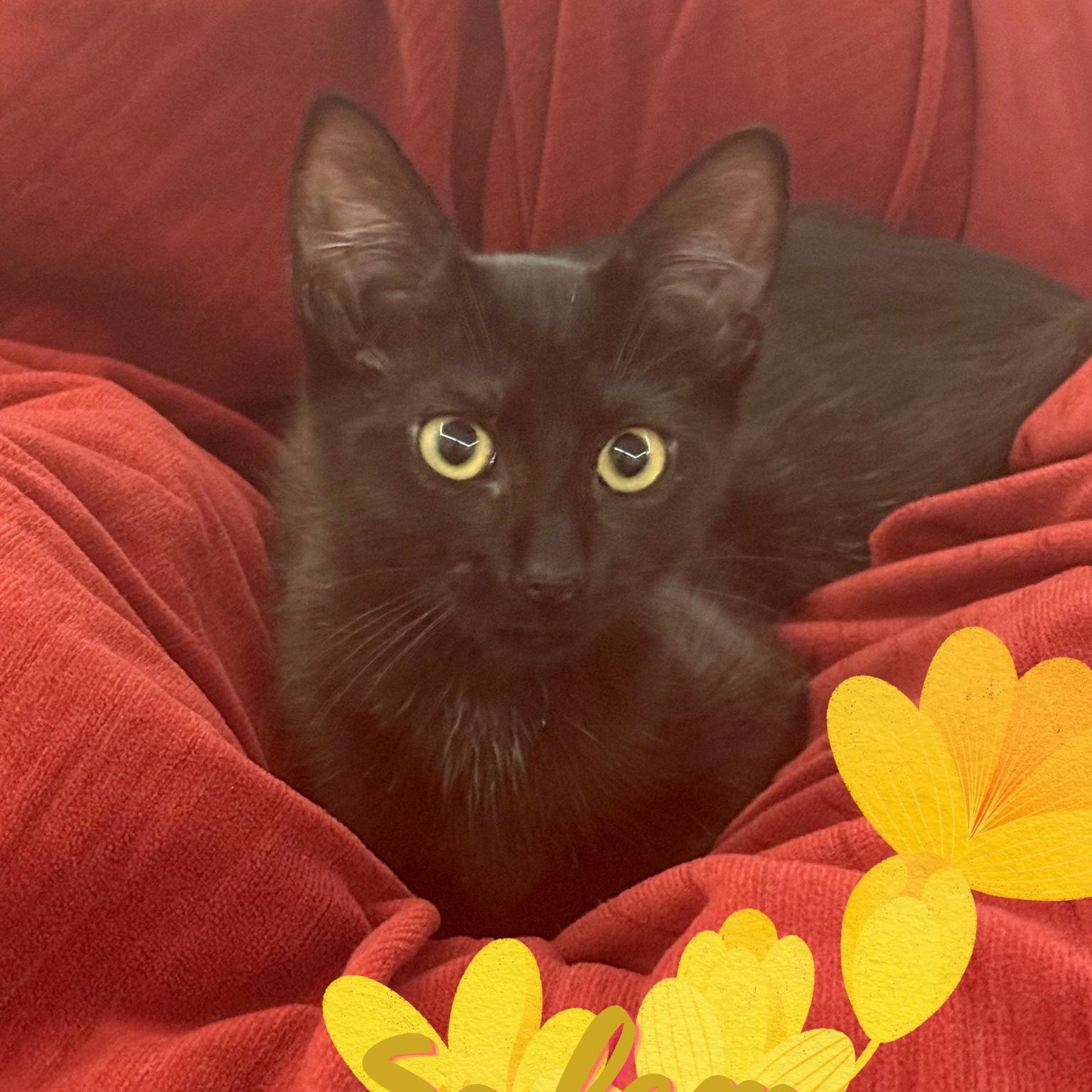Enlarge Salem N. - The Ultimate Cuddle Kitten, a Adopted Domestic Short Hair in New York, NY image 2/5