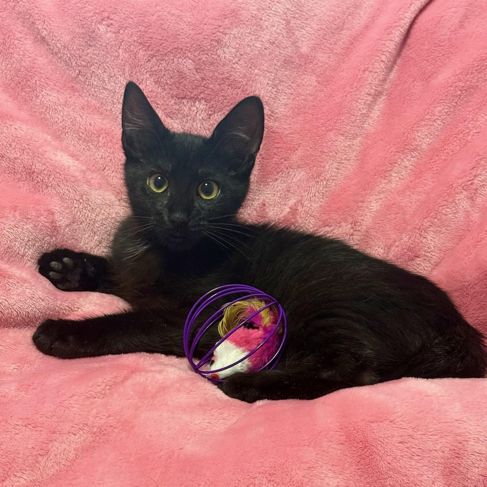 Enlarge Salem N. - The Ultimate Cuddle Kitten, a Adopted Domestic Short Hair in New York, NY image 3/5