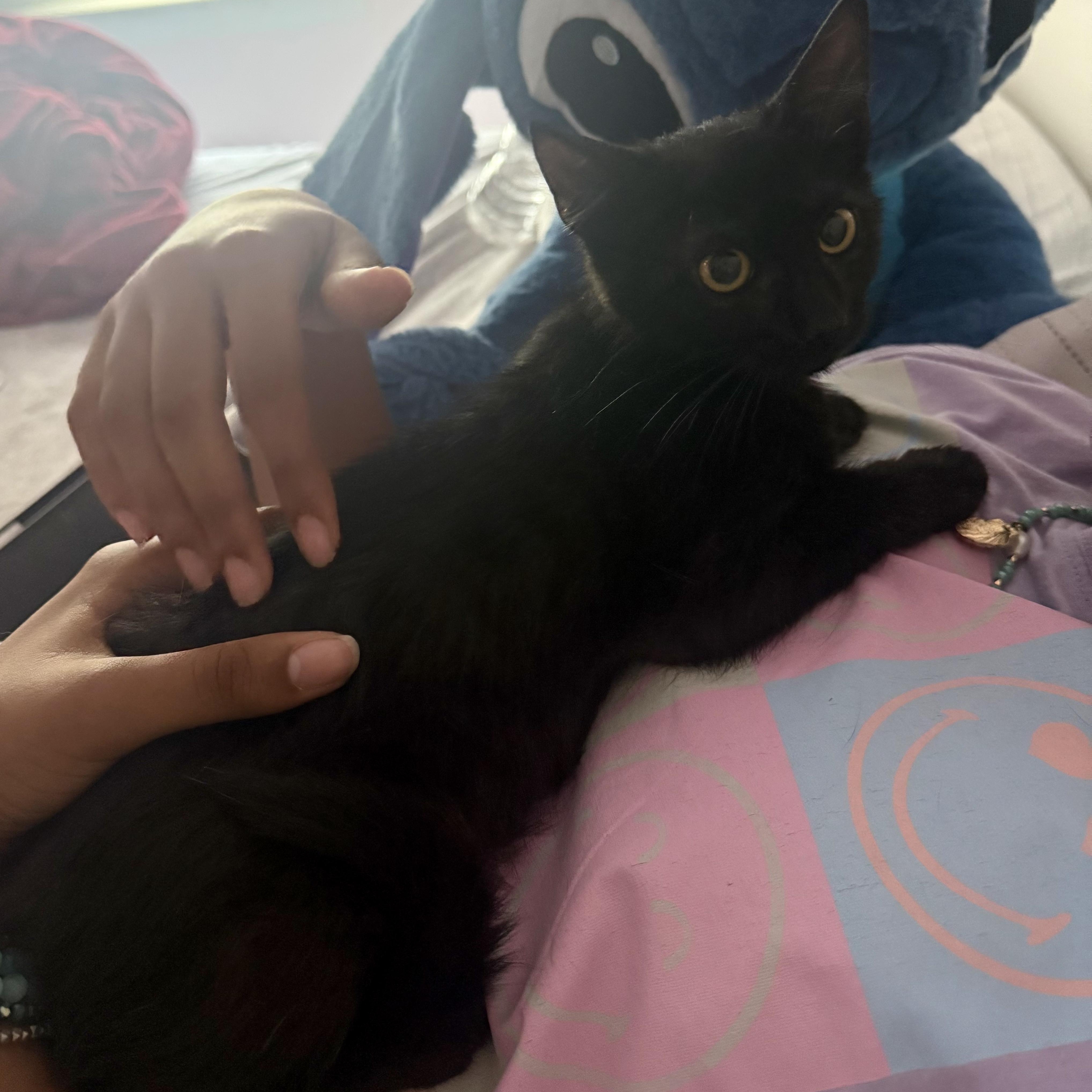 Enlarge Salem N. - The Ultimate Cuddle Kitten, a Adopted Domestic Short Hair in New York, NY image 4/5