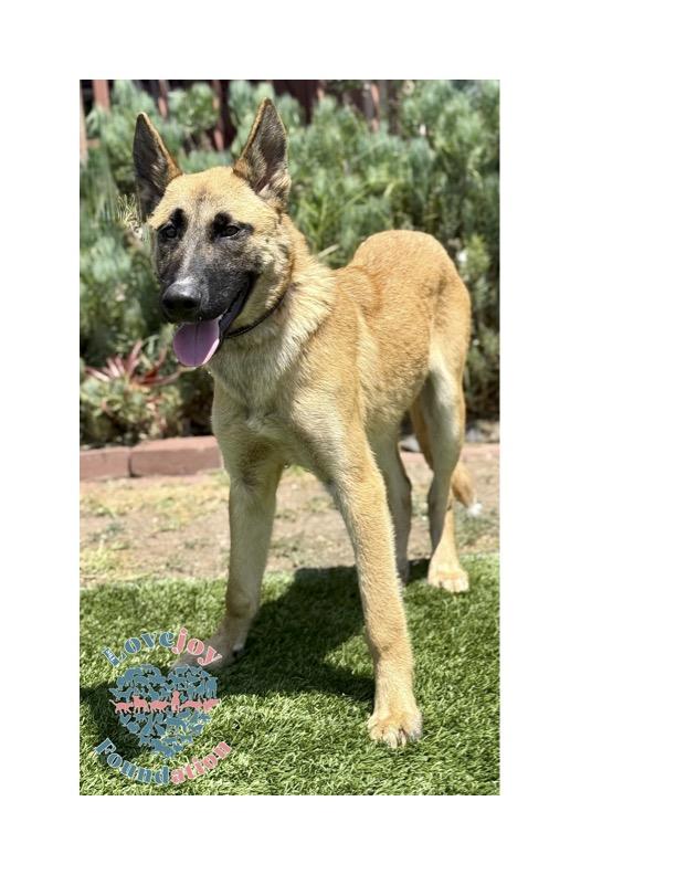 The Abandoned 5 are a group of resilient 7 month old German Shepherd and Belgian Malinois Mix puppie