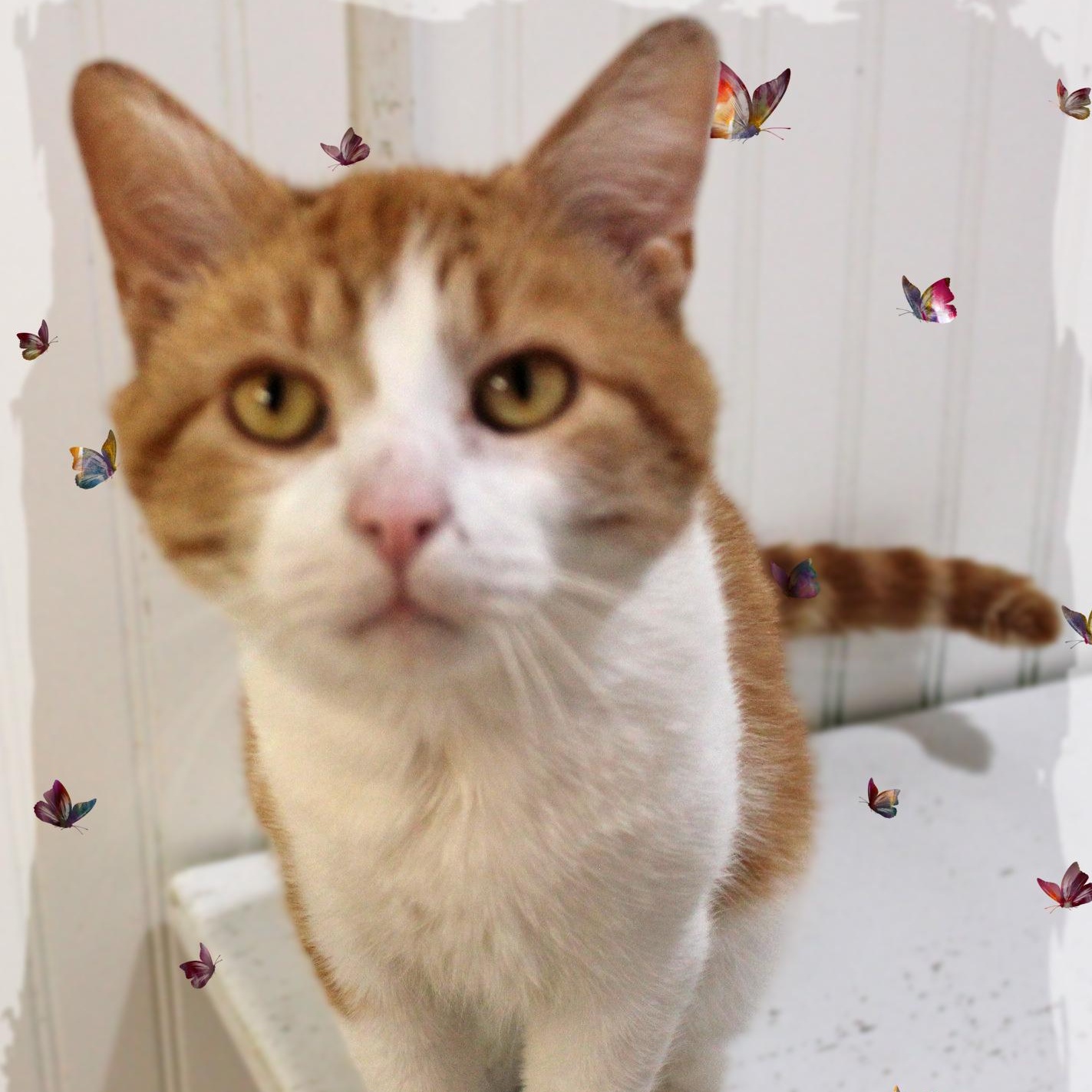 Enlarge Charlie, a ADOPTABLE Tabby in Amelia, OH image 1/1