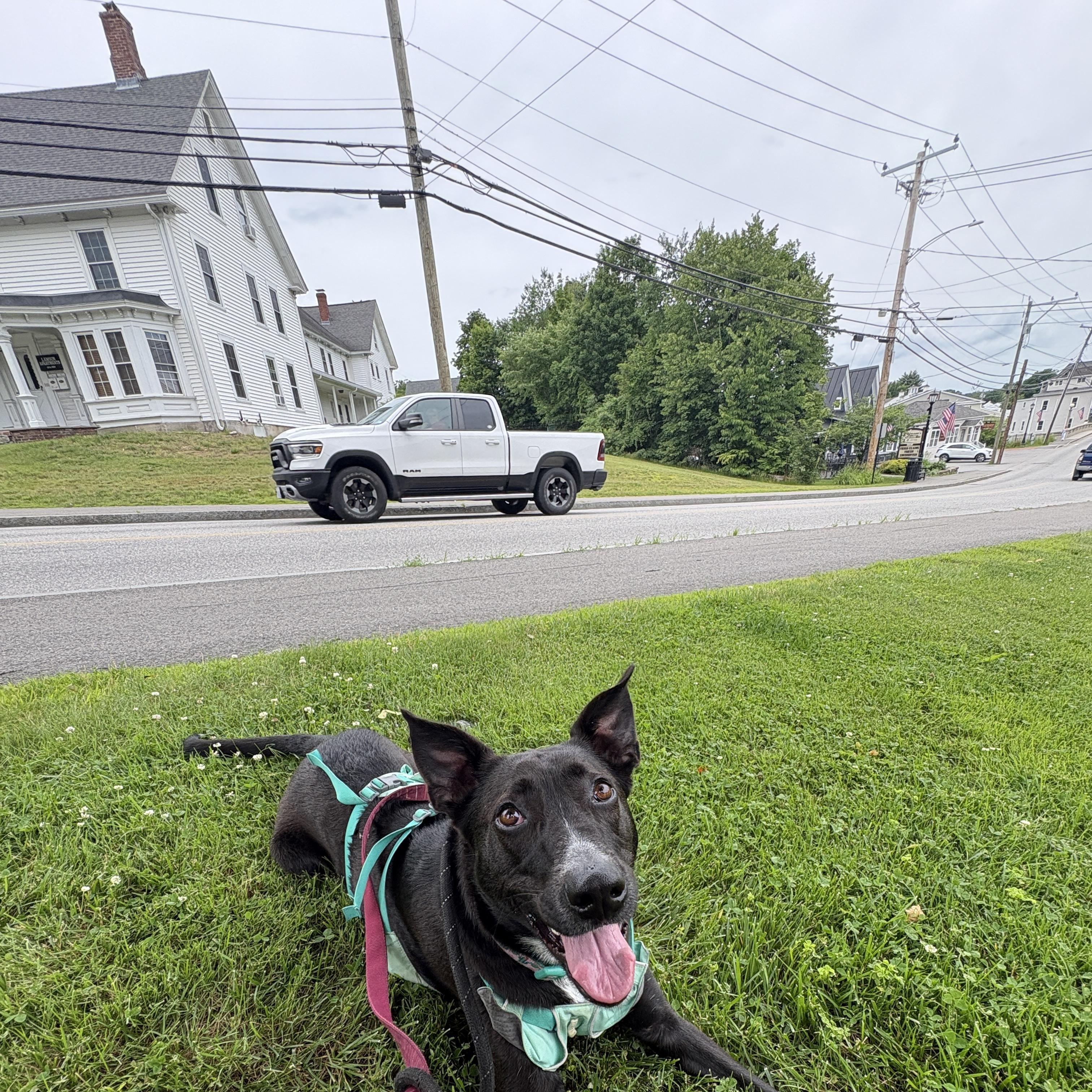 Reece, a ADOPTABLE mixed breed in New Boston, NH image 5/6