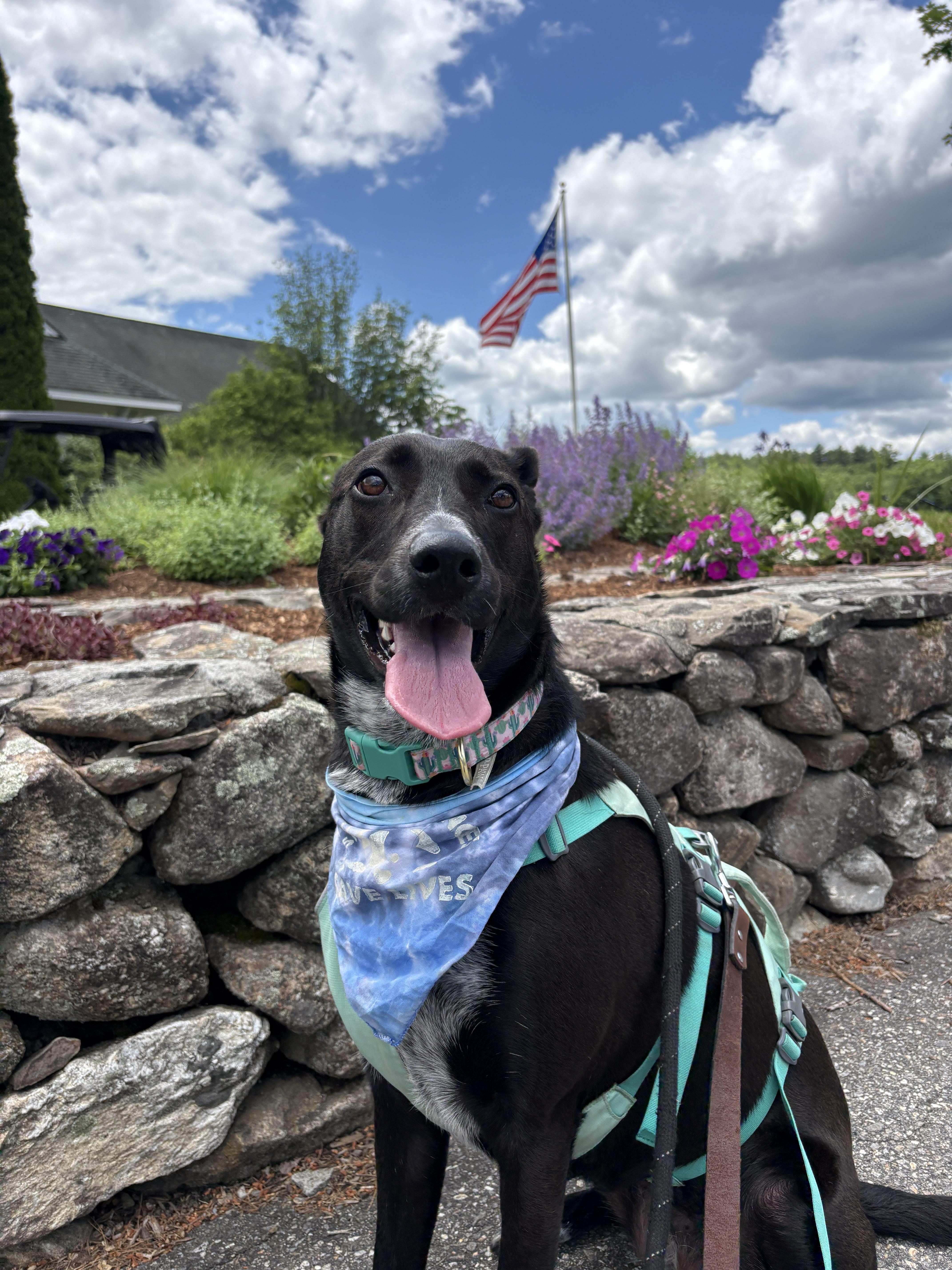 Reece, ADOPTABLE, Adult Female Shepherd & Collie.