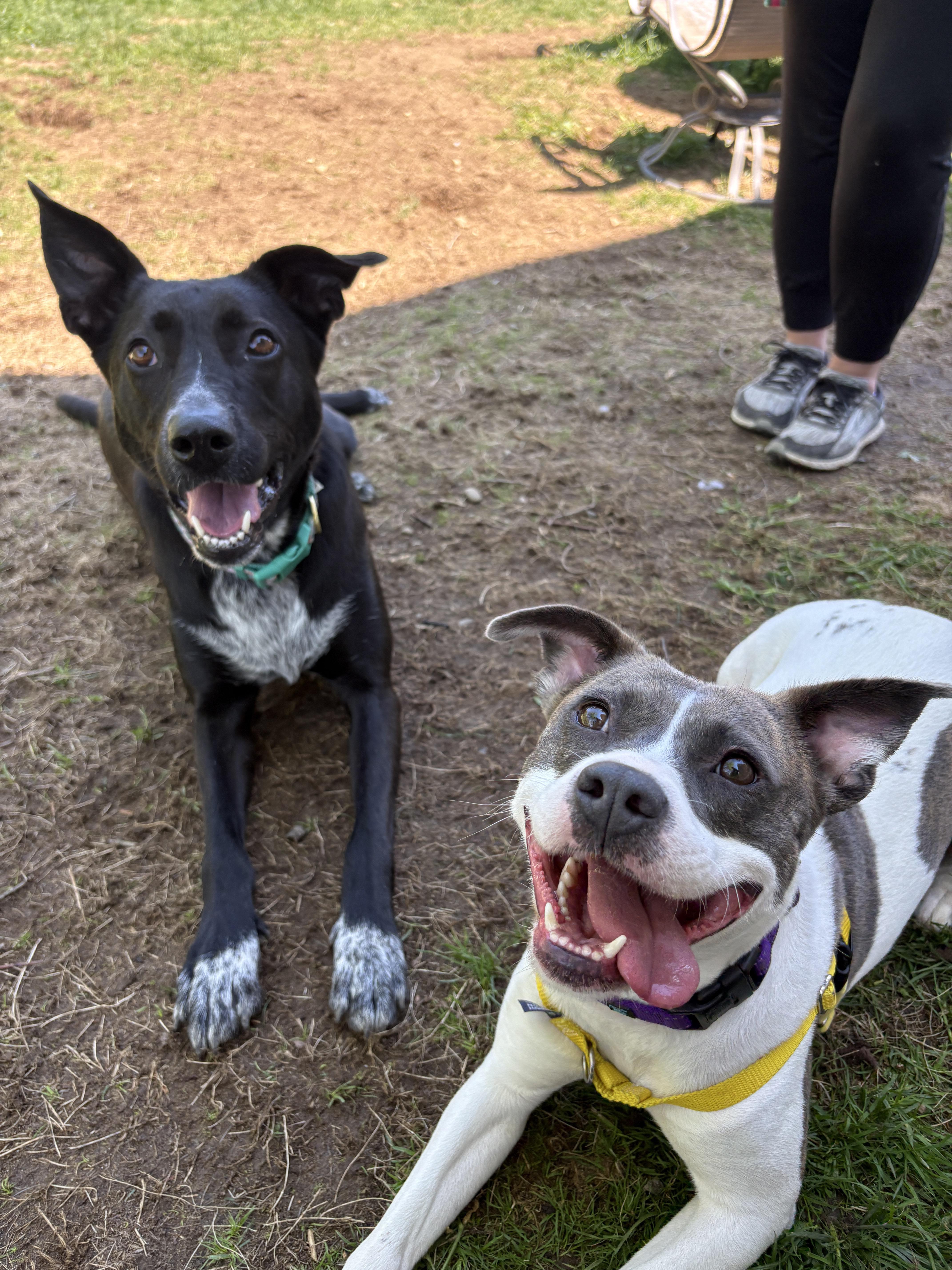 Reece, a ADOPTABLE mixed breed in New Boston, NH image 3/6