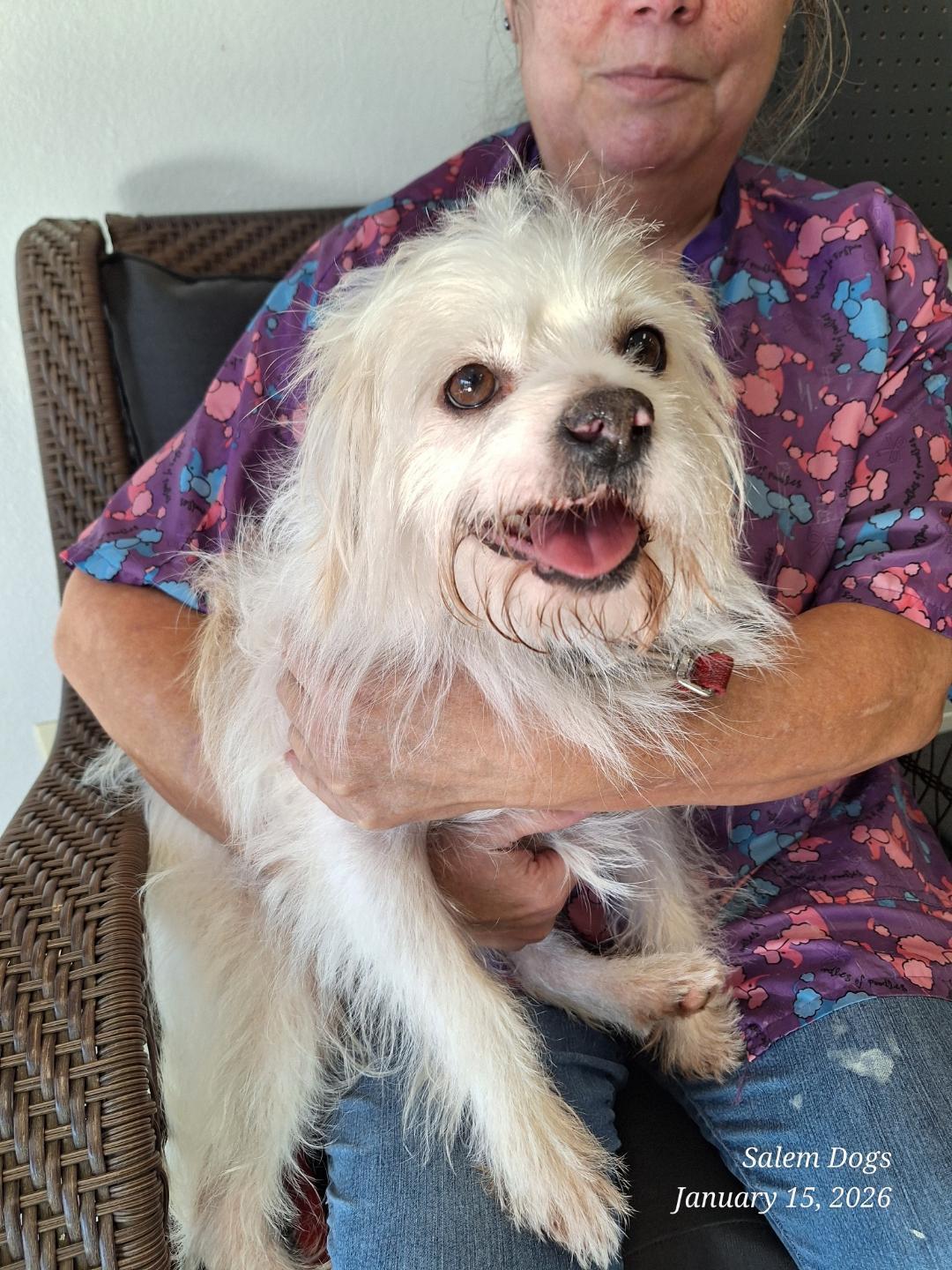 Enlarge Shorty, a ADOPTABLE mixed breed in Salem, OR image 4/4