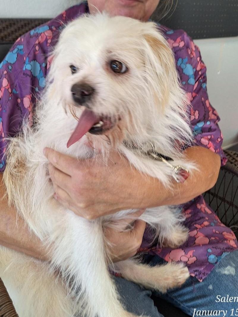 Enlarge Shorty, a ADOPTABLE mixed breed in Salem, OR image 2/4