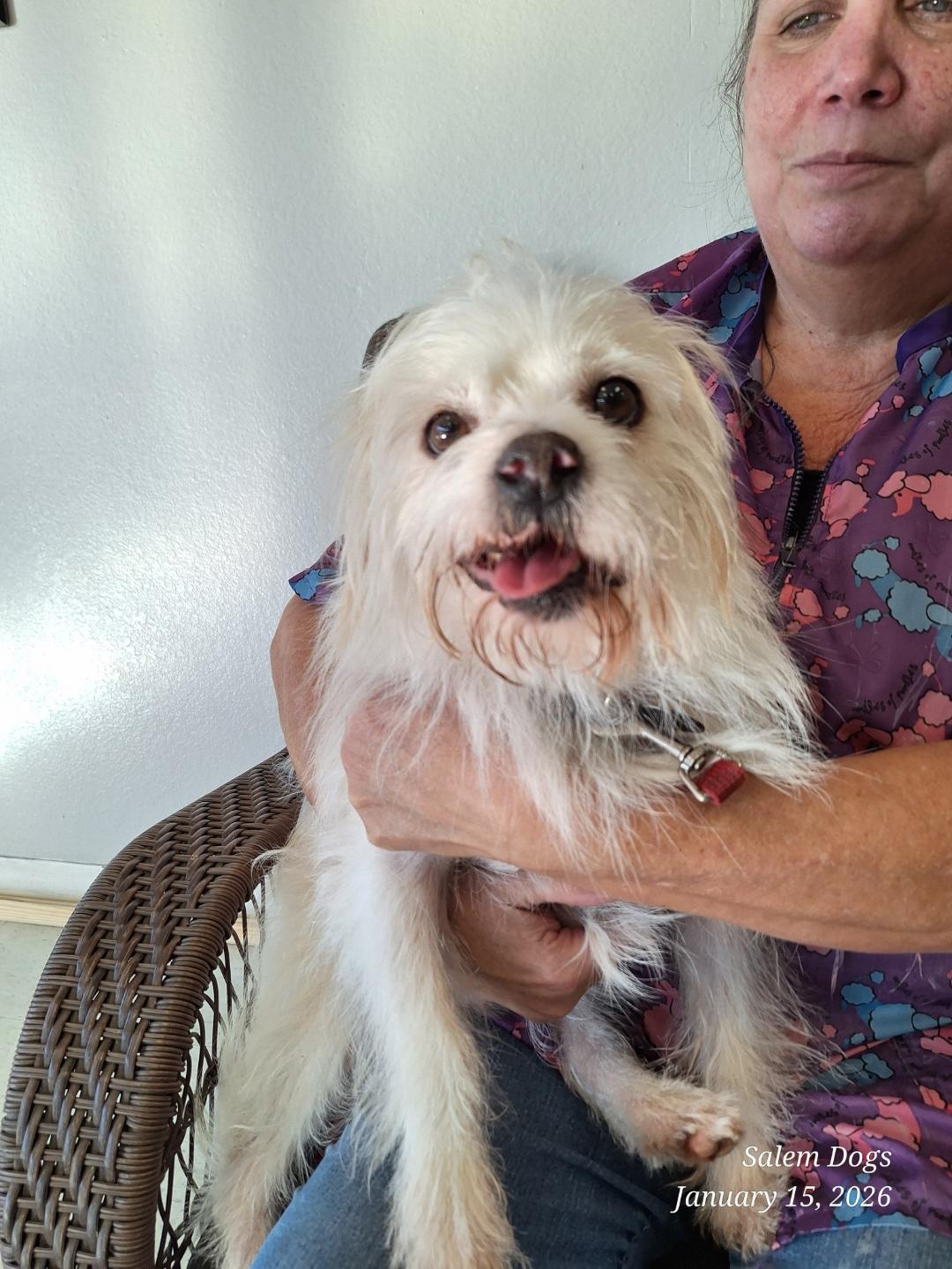 Enlarge Shorty, a ADOPTABLE mixed breed in Salem, OR image 3/4