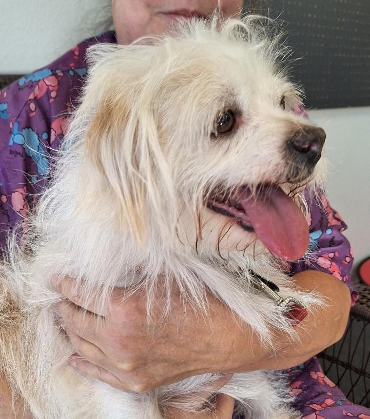 Shorty, ADOPTABLE, Adult Male Terrier.