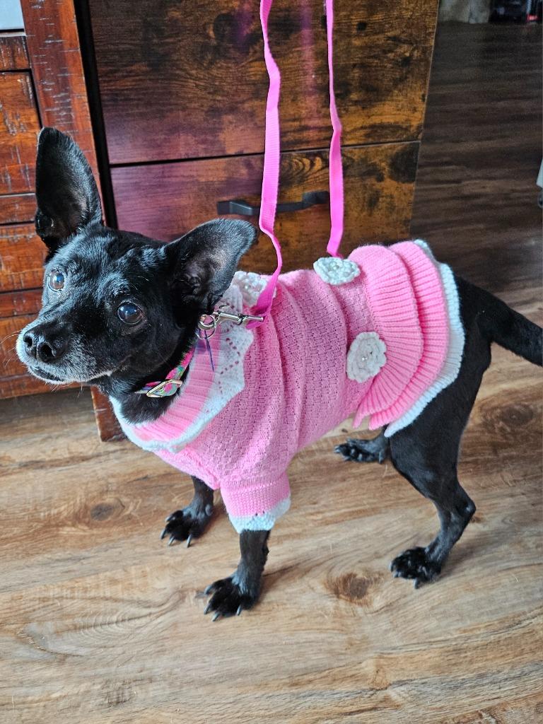 Sweetie, Adoptable, Senior Female Chihuahua & Miniature Pinscher.