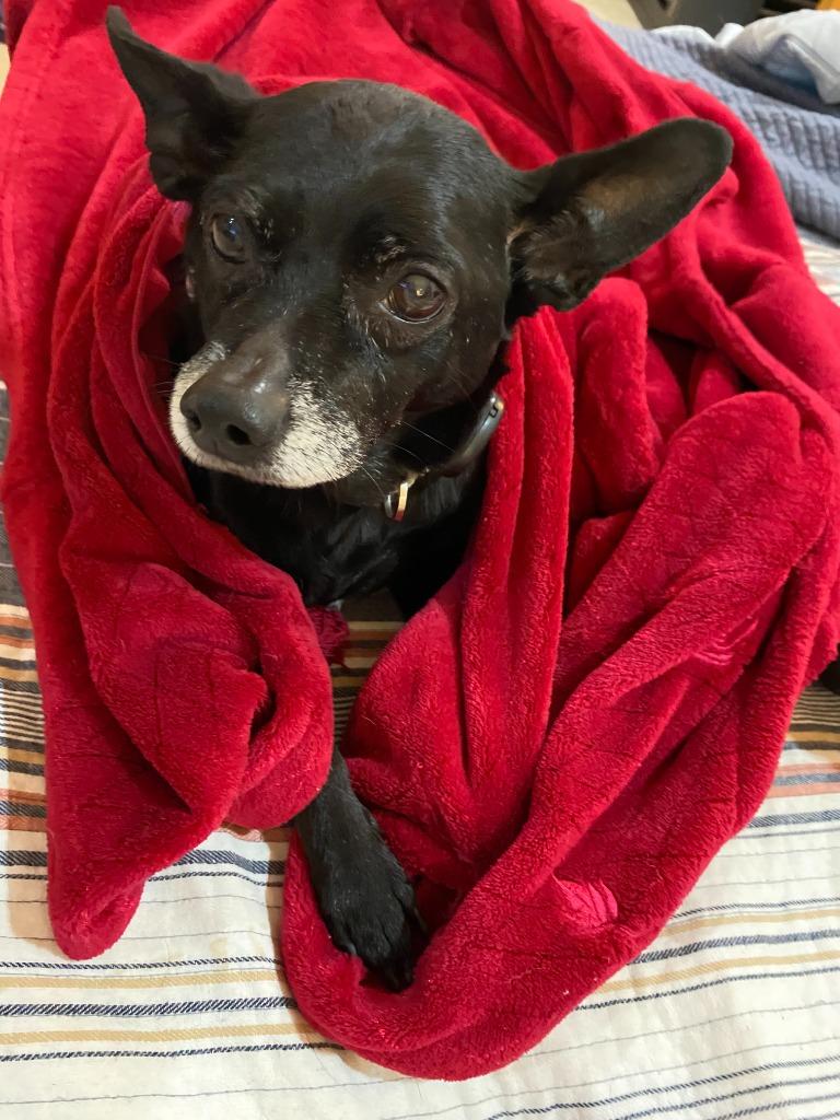 Sweetie, Adoptable, Senior Female Chihuahua & Miniature Pinscher.