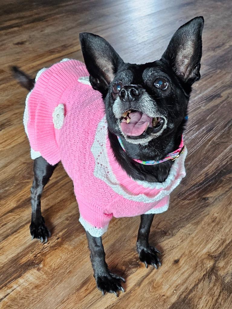 Enlarge Sweetie, a Adoptable mixed breed in El Cajon, CA image 3/6