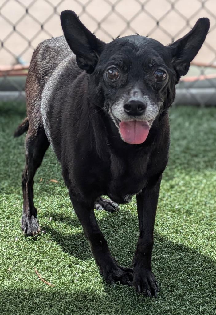 Enlarge Sweetie, a Adoptable mixed breed in El Cajon, CA image 5/6