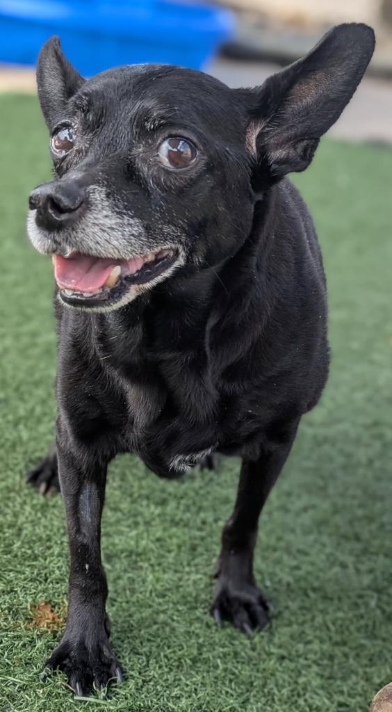Sweetie, a Adoptable mixed breed in El Cajon, CA image 4/6