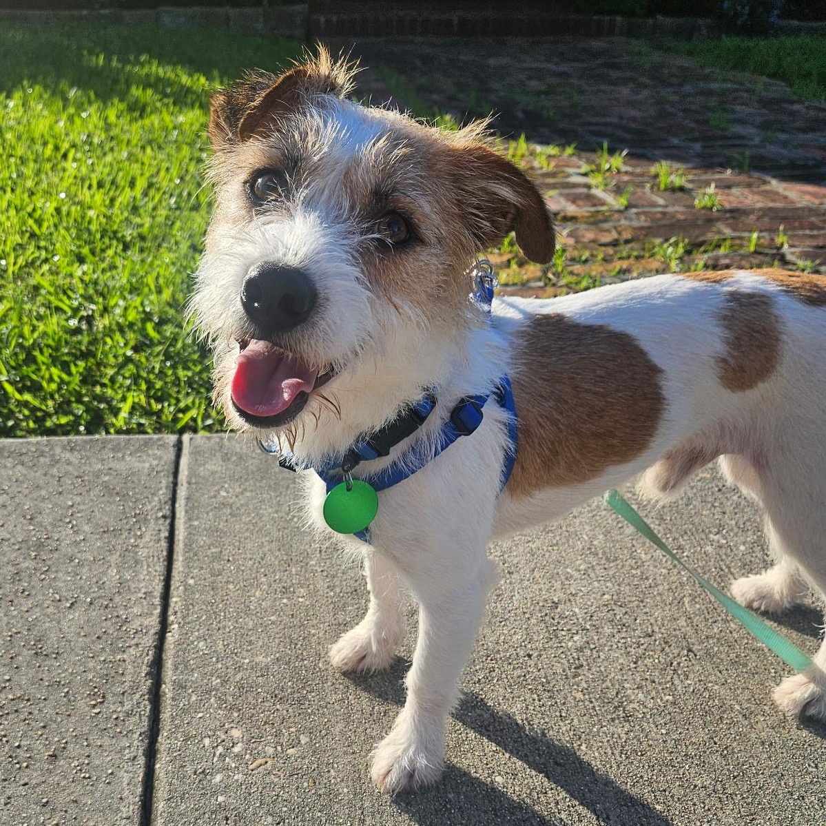Gordo (Benefactor Dog) Parson Russell Terrier Dog
