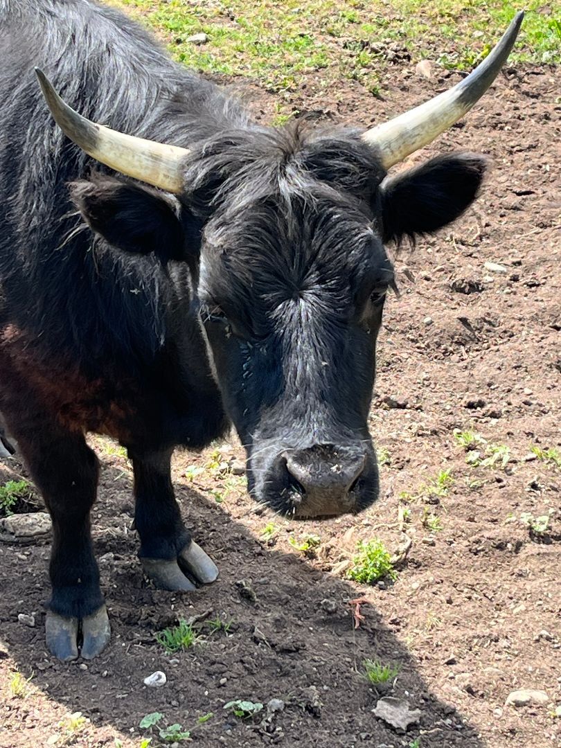 Tiger Lily, a Adoptable Cow in Quilcene, WA image 2/4