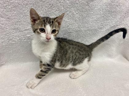 Enlarge Spotted Leaf, a Adoptable mixed breed in Gray, LA image 1/1