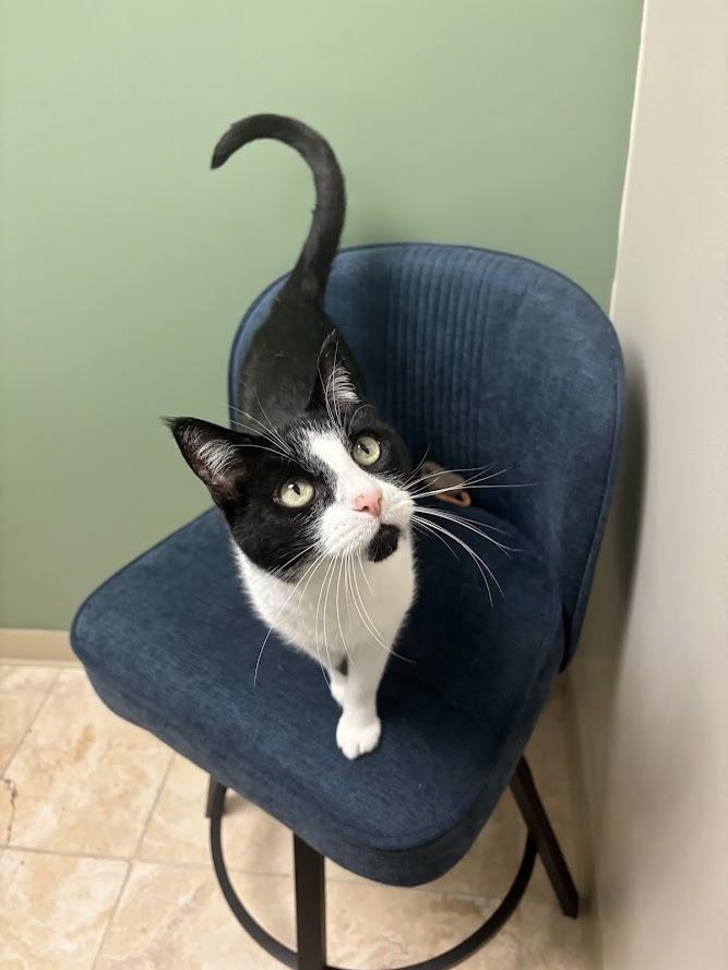 Lotus, ADOPTABLE, Senior Female Domestic Short Hair.