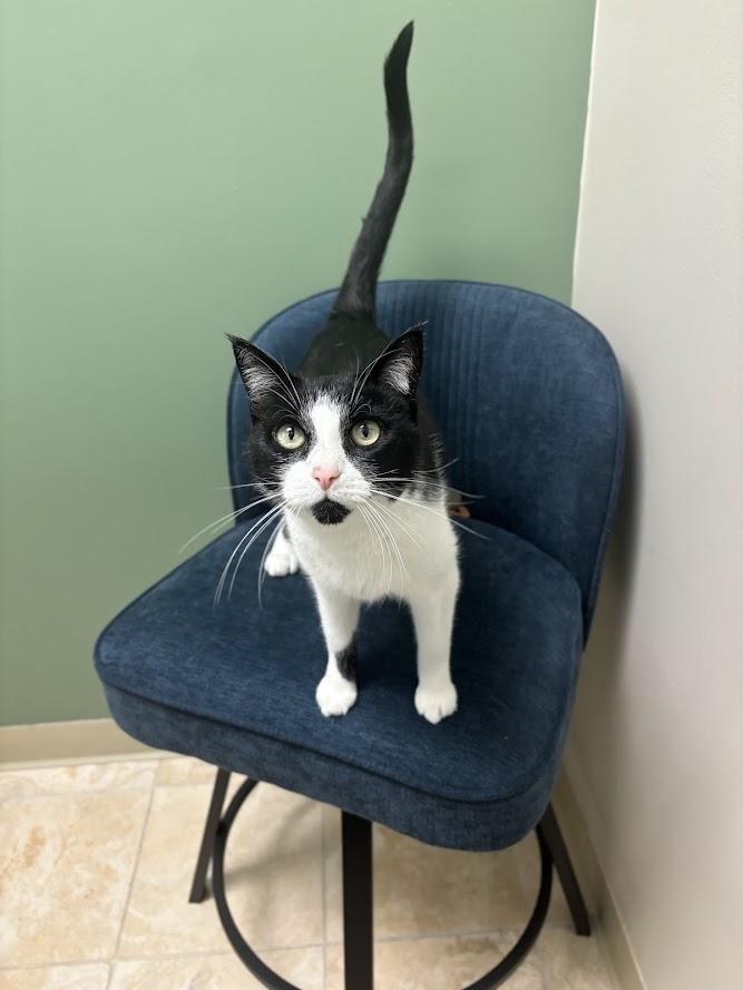 Enlarge Lotus, a ADOPTABLE Domestic Short Hair in The Colony, TX image 2/3