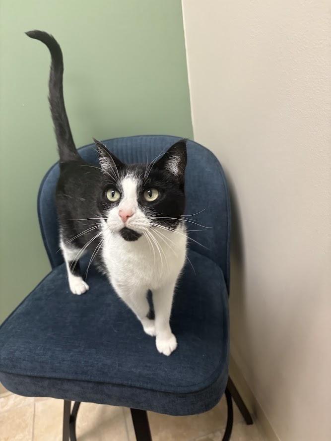 Enlarge Lotus, a ADOPTABLE Domestic Short Hair in The Colony, TX image 3/3