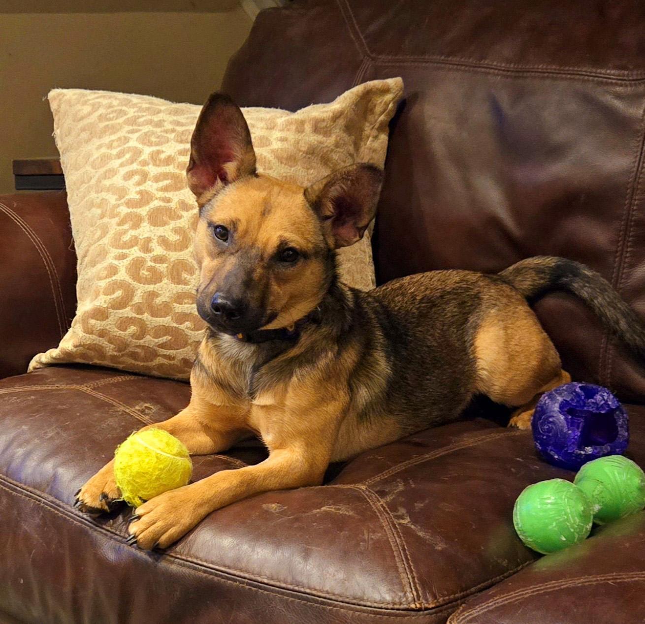 Kraut (UNDER 30 POUNDS), Adoptable, Young Female Australian Cattle Dog / Blue Heeler & Australian Shepherd.